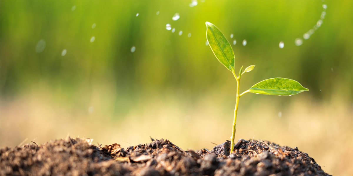 Biostimolanti: la nuova frontiera dell’agricoltura sostenibile